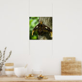 Attacus Atlas Print Poster (Küche)