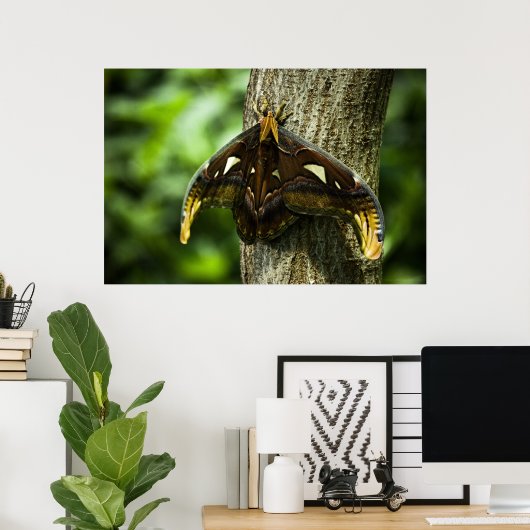 Attacus Atlas Print Poster (Heimbüro)