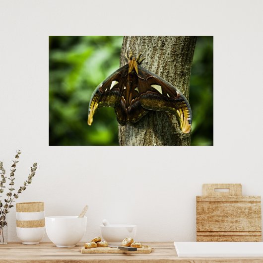 Attacus Atlas Print Poster (Küche)