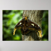 Attacus Atlas Print Poster (Vorne)