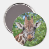 Attentive Giraffe Magnet (Vorderseite/Rückseite)