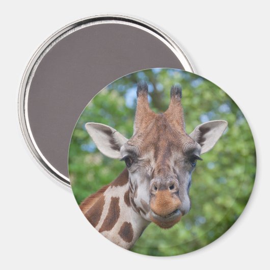 Attentive Giraffe Magnet (Vorderseite/Rückseite)