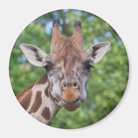 Attentive Giraffe Magnet (Vorne)