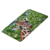 Attentive Giraffe Magnet (Linke Seite)