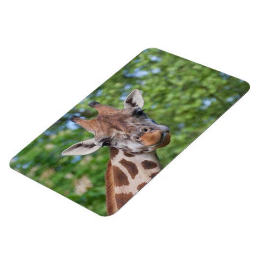 Attentive Giraffe Magnet (Linke Seite)