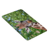 Attentive Giraffe Magnet (Rechte Seite)