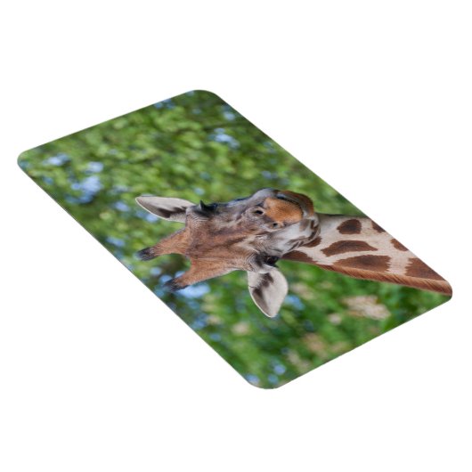 Attentive Giraffe Magnet (Rechte Seite)