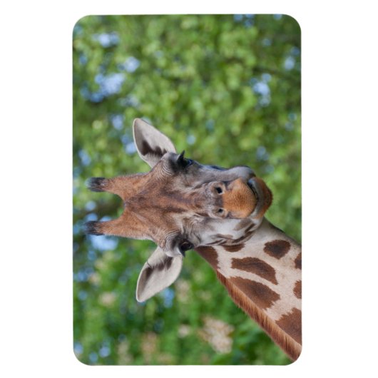 Attentive Giraffe Magnet (Vertikal)