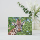 Attentive Giraffe Postkarte (Stehend Vorderseite)