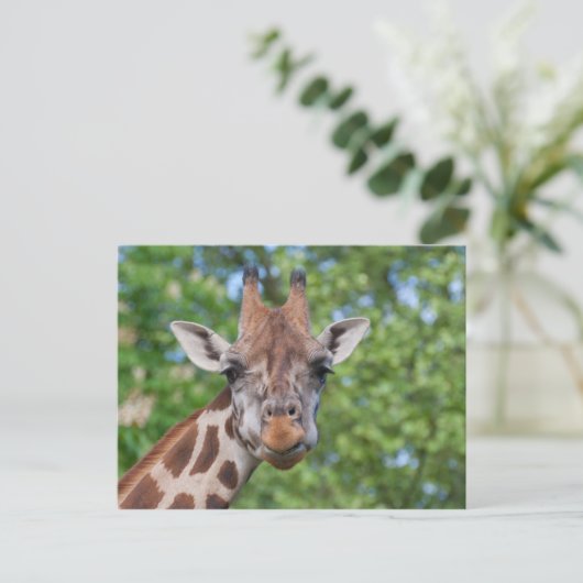 Attentive Giraffe Postkarte (Stehend Vorderseite)