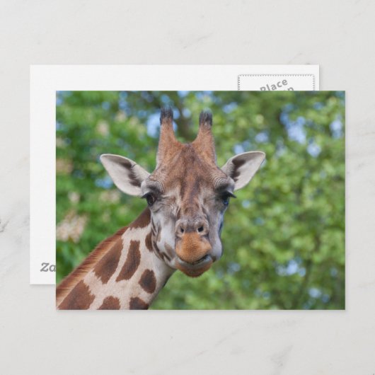 Attentive Giraffe Postkarte (Vorne/Hinten)