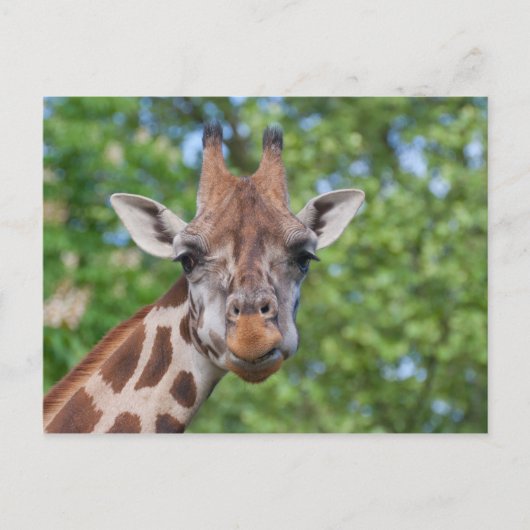 Attentive Giraffe Postkarte (Vorderseite)