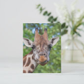 Attentive Giraffe Postkarte (Stehend Vorderseite)