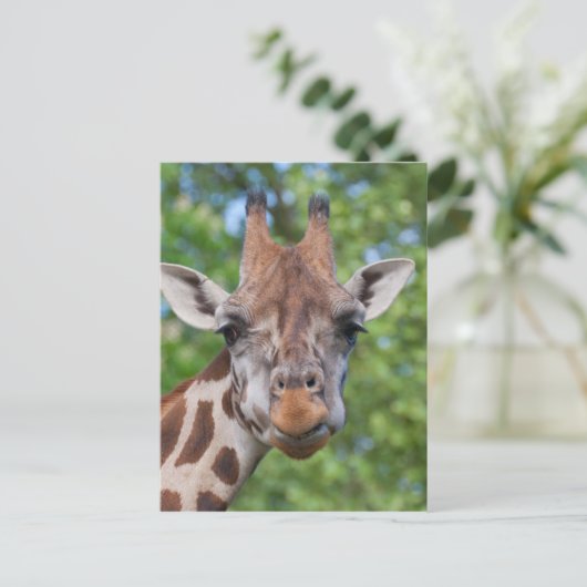 Attentive Giraffe Postkarte (Stehend Vorderseite)