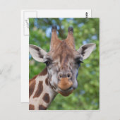 Attentive Giraffe Postkarte (Vorne/Hinten)