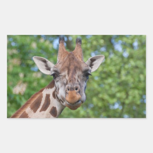 Attentive Giraffe Rechteckiger Aufkleber (Vorderseite)