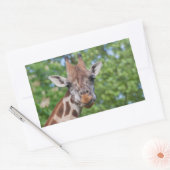 Attentive Giraffe Rechteckiger Aufkleber (Umschlag)