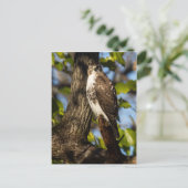 Attentive Hawk Postkarte (Stehend Vorderseite)