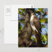 Attentive Hawk Postkarte (Vorne/Hinten)