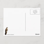 Attentive Hawk Postkarte (Rückseite)