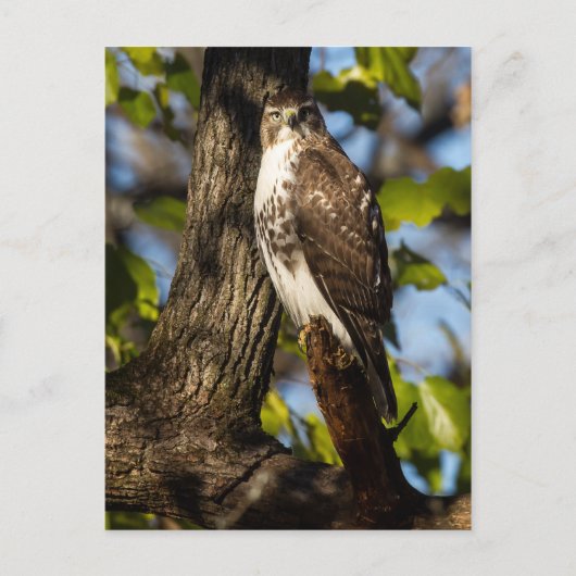 Attentive Hawk Postkarte (Vorderseite)
