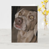 Attentive Weimaraner Karte (Gelbe Blume)