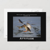 Attitude Mallard Duck Motivierend Postkarten (Vorne/Hinten)