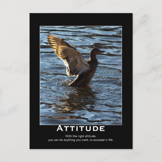 Attitude Mallard Duck Motivierend Postkarten (Vorderseite)