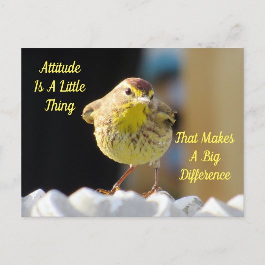 Attitude Postcard - Palm Warbler Bird Postkarte (Vorderseite)
