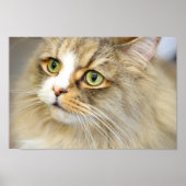 Attive Ragamuffin-Katze Poster (Vorne)