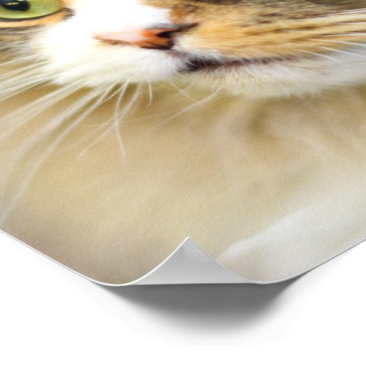 Attive Ragamuffin-Katze Poster (Ecke)