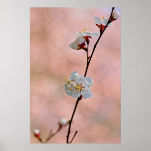 Attraktive japanische Apricot-Blume Poster