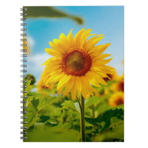 Attraktives Feld mit leuchtend gelben Sonnenblumen Notizblock