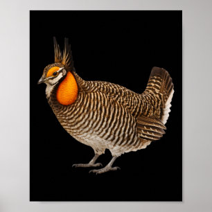 Attwaters Prairie Chicken Vogel Wildtiere Natur Poster
