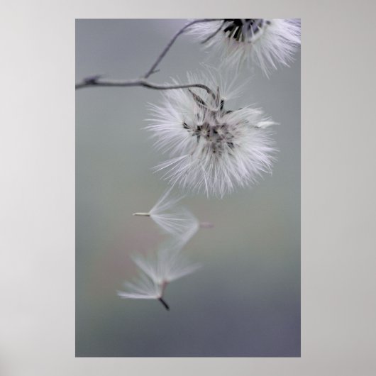 Au Revoir Autumn Blume Seeds verlassend CC0116 Poster (Vorne)