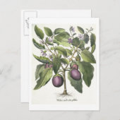 Aubergine: Melanzana fructu pallido, aus der "Hor" Postkarte (Vorne/Hinten)
