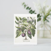 Aubergine: Melanzana fructu pallido, aus der "Hor" Postkarte (Stehend Vorderseite)