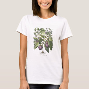 Aubergine: Melanzana fructu pallido, aus der "Hor" T-Shirt