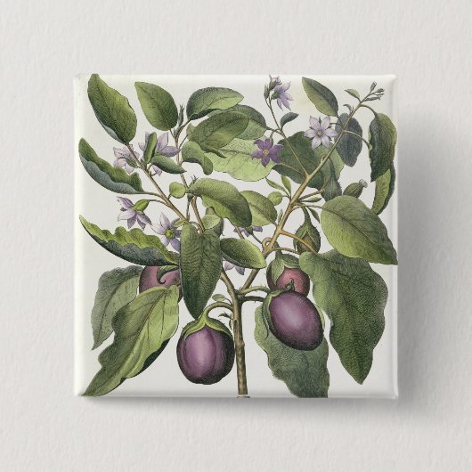 Aubergine: Melanzana fructu pallido, vom 'Hor Button (Vorderseite)