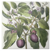 Aubergine: Melanzana fructu pallido, vom 'Hor Fliese (Vorderseite)