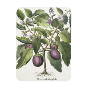 Aubergine: Melanzana fructu pallido, vom 'Hor Magnet