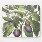 Aubergine: Melanzana fructu pallido, vom 'Hor Mousepad (Vorne)