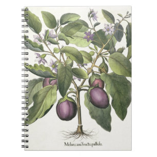 Aubergine: Melanzana fructu pallido, vom 'Hor Notizblock
