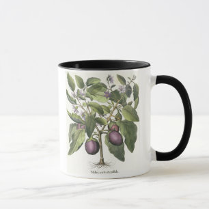 Aubergine: Melanzana fructu pallido, vom 'Hor Tasse