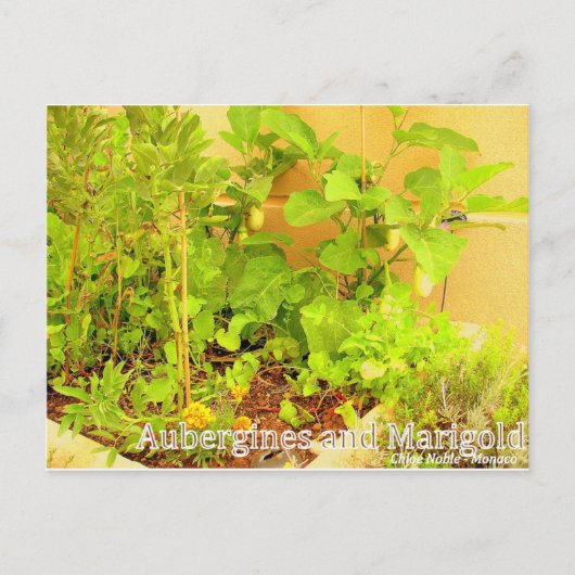Aubergines & Marigold Postkarte (Vorderseite)