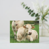 Aubrac Kühe in einem Feld Postkarte (Stehend Vorderseite)