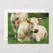 Aubrac Kühe in einem Feld Postkarte (Vorne/Hinten)