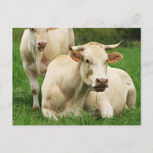 Aubrac Kühe in einem Feld Postkarte (Vorderseite)