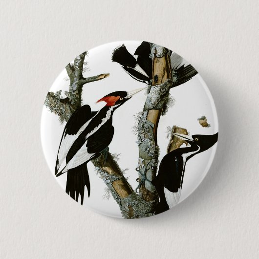 Aububons Elfenbein-berechneter Specht in der Esche Button (Vorderseite)
