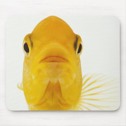 Auch bekannt als Comet-Schwänze Goldfisch. Hardy Mousepad (Vorne)